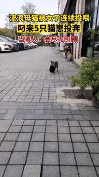 10月10日，上海，女子连续一月投喂流浪母猫、母猫将5只猫咪叼来投奔
