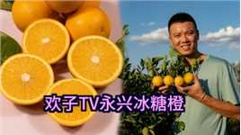 欢子TV永兴冰糖橙基地开始预售了，三农优质农产品收获的季节