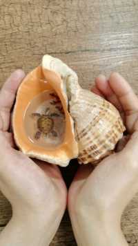 在海螺壳中画一只3D立体海龟