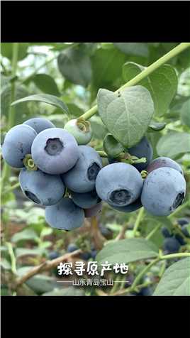 你买的为什么不好吃？注意避开以下两个品种#蓝莓蓝莓 #知识科普 
