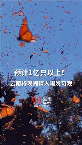 预计1亿只以上！将持续1个月！#云南金平将迎来蝴蝶大爆发