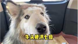 今天跨年刘光明送我一道胖头洪七母#阿拉斯加 #傻狗的日常 #2022年最后一天