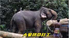大象沦为运输工具，木材从早搬到晚，自己吃草无需加油。