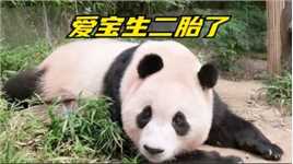 大熊猫爱宝艰难产仔，经过道道难关喜得二胎。