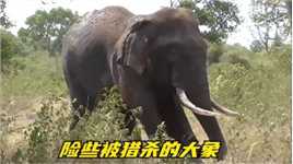 大象险些丧命偷猎者手中，被救援队救助，落下满身伤痕。