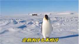 企鹅为什么不怕冷，难道是长得胖，原来还有这么多原因。