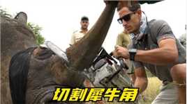 为了犀牛保住命，所以切掉犀牛角，保护动物的无奈之举。