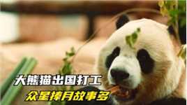 大熊猫出国打工，待遇丰厚宠成宝，四脚吞金兽名不虚传。