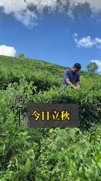 今日立秋，秋茶来了，醒竹六堡茶，#六堡茶 #醒竹六堡茶