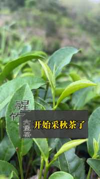 开始采摘秋茶了。醒竹六堡茶#六堡茶 #醒竹六堡茶