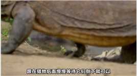 . “三嫂”科莫多巨蜥——号称动物界的“欧阳锋”，到底有多毒？（中）#科普