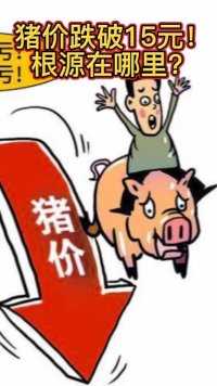 春节将至，猪价却跌破15元！不升反降的根源是预期太高