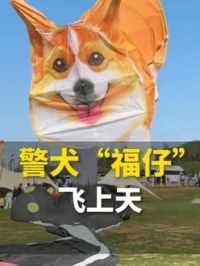 4月20日，山东潍坊。#潍坊国际风筝会 万物皆可飞！柯基警犬“#福仔 ”上天啦~