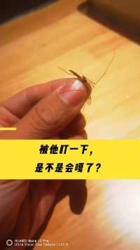 产地浙江杭州，萧山机场旁，足足三公分长，真的从来没见过这么大的蚊子，不知道盯一下是不是要见上帝了