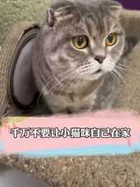 千万不要让小猫咪自己在家#猫粮 #阿飞和巴弟 #理想工厂#新手养猫#猫咪的迷惑行为
