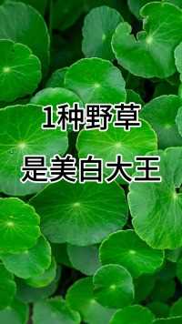 1种野草，是美白大王，敷脸20天，养成婴儿肌