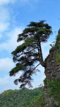 贵州大山发现一棵迎客松，生长在悬崖绝壁之上，媲美黄山迎客松，只可惜它生错了地方，没能长在名山之上