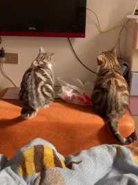 生命里的两束光！#记录猫咪日常 #猫咪每天都在忙什么