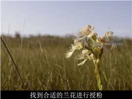 草原：狂野美洲：美洲灰熊、流苏兰花和草原猎鹰