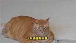 十只橘猫九只胖，还有一只压倒炕，是人性的沦丧还是橘猫真胖？