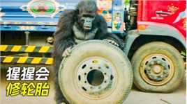 大猩猩不仅会修轮胎，还会跳舞打架子鼓