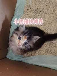 捡了两只小野猫，小三花和小橘猫想给它们找个家北京地区，不到2个月吧很小一只，很乖给撸给抱，希望有铲屎官可以带走它们。