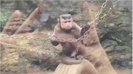 颠覆你想象的猴子，它们不仅会复仇，会约架，甚至比你更懂得如何隐忍，再悄悄上位！