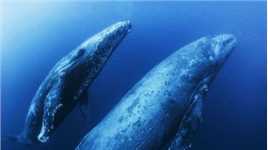鲸鱼是怎样亲热的？盘点海洋里最变态的6大生物！