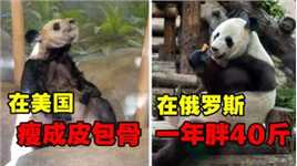 俄罗斯养熊猫长胖40斤，旅美大熊猫骨瘦如柴，园方却说身体健康？