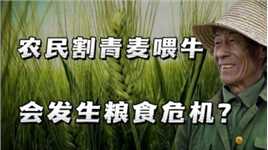 河南农民割青麦喂牛该被批判吗？又是否会发生粮食危机？