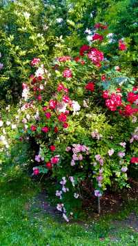 清晨遛弯儿偶遇一片美丽的蔷薇花#手机拍摄#原创作品