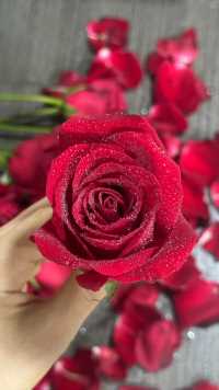 紅玫瑰……
一朵就好，
多了……
雜亂……

#《當愛在靠近》 劉若英