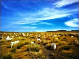 辽阔草原，美丽山岗，群群牛羊多欢畅。