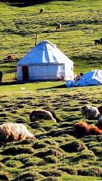 你喝过马奶酒吗？你知道牧民是怎样挤马奶的吗？新疆巴里坤•草原风情•牧民生活