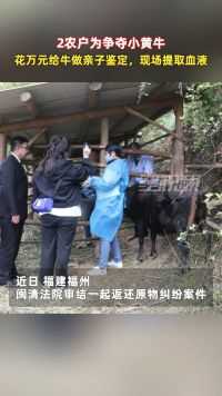 2农户为争夺小黄牛，花万元给牛做亲子鉴定，现场提取血液