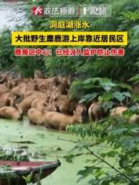 洞庭湖涨水大批野生麋鹿游上岸靠近居民区 鹿角区中心：已经派人监护防止伤害#野生麋鹿 #洞庭湖