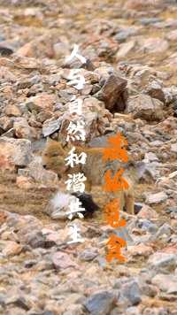 人与自然和谐共生，藏狐觅食过程#青海 #青海美好推荐官 #藏狐 