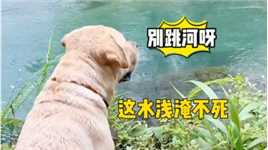 狗：千万别跳河呀，这水浅淹不死！