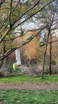 森林里的鹦鹉和喜鹊，在树上吃着人们给它们放在饮料瓶里的鸟食。