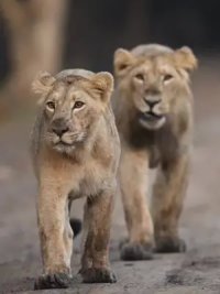 狮子 #野生动物 #动物随手拍