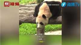大熊猫基地专家遭多人跟拍辱骂 中国大熊猫保护研究中心：已报警