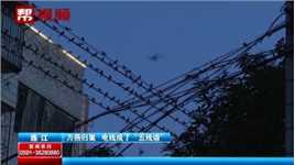电线成“五线谱”！燕子电线上栖息长达数百米 万燕归巢美丽壮观
