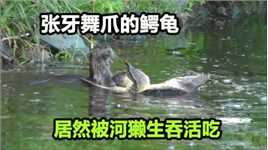河獭狩猎鳄龟，鳄龟张牙舞爪却无力抵抗，结果被吃得只剩空壳