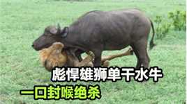 彪悍雄狮单干水牛群，水牛被锁喉功一招致命，草原之王果然霸气