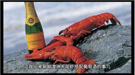澳洲大龙虾适合搭配什么葡萄酒？