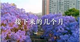 今日分享

当四月蓝花楹开满全城
昆明将进入一个紫色的童话世界