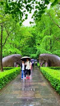 初夏雨中漫步在南京明孝陵石象路是一种什么样的体验？