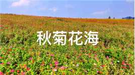 lululu 你还记得《花仙子》和七色花吗？七色花我没有找到，而我找到了这片七色花海，就在南京浦口九龙湖畔。