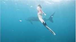 菲律宾薄荷岛LILA鲸鲨浮潜，菲律宾薄荷岛鲸鲨一日游