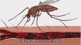蚊子吸血过程到底多恐怖 超出你的想象!